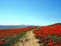 AntelopePoppy.jpg (1200×900)
