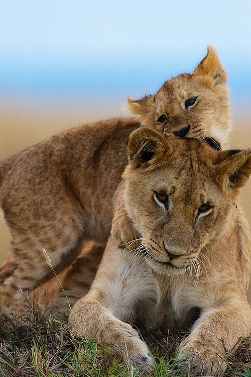 Playing cubs (by mud...