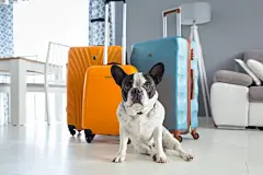 点击来源直接获取大图文件 |French bulldog sitting at packed travel baggages