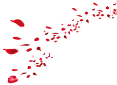 花-玫瑰花瓣