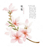 桃花(Peach Blossom)：《前景药方》载：“桃花三株，空腹饮用，细腰身。”《名医别录》载:“桃化味苦、平、主除水气、利大小便,下三虫”。