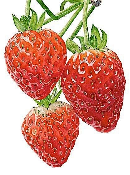 草莓
