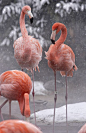 American Flamingo in snow