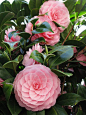 Japanese camellia: 