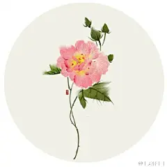 木芙蓉。