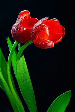 烟雨兰花采集到花