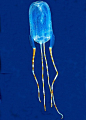 风筝水母（Tamoya ohboya）：科学家在荷属加勒比海博奈尔岛发现了这种类似箱形风筝水母新物种。不过，尽管它外表好看，却带有剧毒