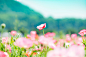 Poppy.jpg by Tsuyoshi Kobunzaka on 500px