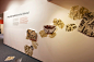 Gondwana / 'Unearthed' - The Science of Paleontology : An exhibit setting out to dust off the characters and places of this early pioneering science, whilst bringing visitors right up to date with modern paleontological exploration, in the most extreme of