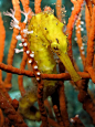 Yellow Seahorse