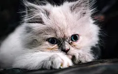高清晰可爱的白小猫萌宠电脑壁纸下载封面大图