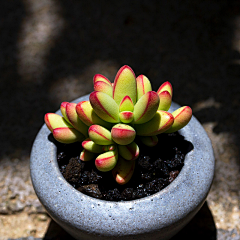 鸡蟹师采集到succulent plants