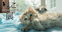 好大一个铿123采集到banner