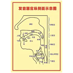 发音矫正口腔示意图挂图宣传画英语拼音发音器官图解墙贴画WSA83-tmall.com天猫