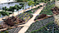 Playa Vista Central Park | OJB Landscape Architecture : Playa Vista Central Park in Los Angeles is a 9-acre park organized into a series of distinct landscape experiences unified by a central spine and linear bands of specimen trees.