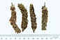 夏枯草：本品为唇形科植物夏枯草Prunella vulgaris L.的干燥果穗。夏季果穗呈棕红色时采收，除去杂质，晒干。
味辛、苦，性寒。归肝、胆经。
具清肝泻火，明目，散结消肿的功效。用于目赤肿痛，目珠夜痛，头痛眩晕，瘰疬，瘿瘤，乳痈，乳癖，乳房胀痛。
