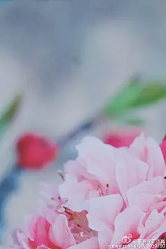 教你拍摄花#花摄影##摄影#木目的小美好，Dreamer木目摄影作品。设为壁纸美美哒～