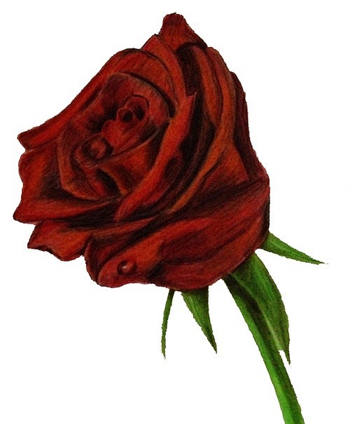 【彩铅教程】教你快速画一朵玫瑰花送给TA