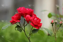 情人节，红玫瑰，3月8日，节日鲜花贺卡，自然背景，爱情宣言，流行艺术风格的红色花朵，极简主义，艺术