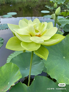 Takasi采集到B各种植物