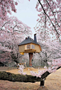 日本的树屋