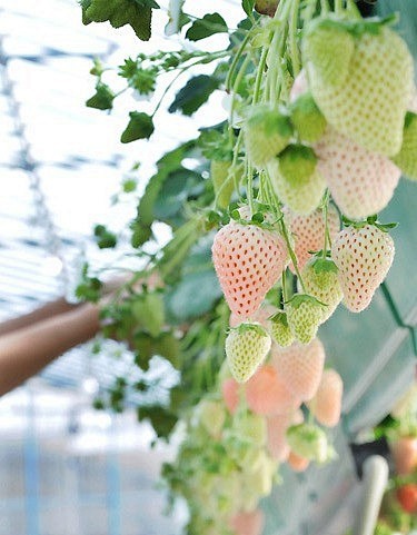 美食和旅行：菠萝跟草莓杂交出来的菠萝莓....