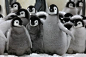 Penguin Parade | Cutest Paw