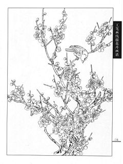 江岸野蕊采集到工笔白描
