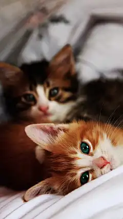 两只超萌的小猫咪手机壁纸 | Aladd设计量贩铺