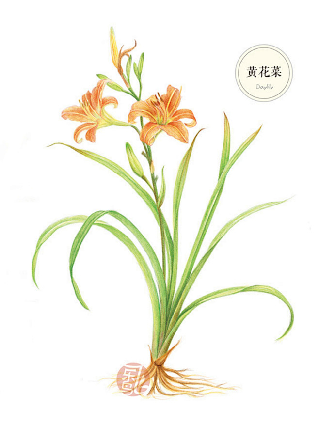 黄花菜花卉植物插画手绘彩铅画色铅笔本草绘植物