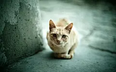ID-957881-高清晰躲猫猫的猫壁纸高清大图