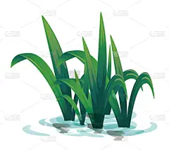 生长在水中的水生植物的载体被隔离。绿草的图解。长绿叶、水草和植物生长在河里