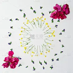 粉色,花环,毛茛属植物,白色背景,茶味玫瑰,贺卡,古典式,毛莨科,生日,白色