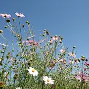 风吹麦浪bde