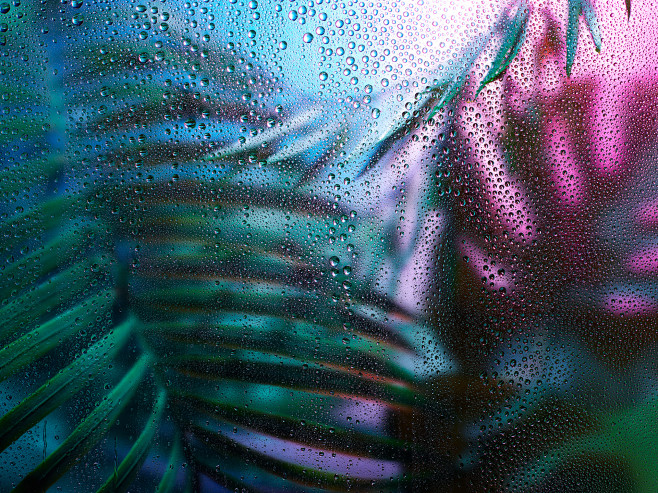 RainForest : RainFor...