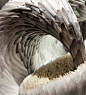 绝美的羽毛—伦敦艺术家家kate羽毛雕塑作品 #采集大赛#