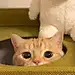 天真无邪被注册