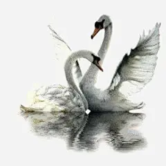 天鹅高清素材 创意动物插画 天鹅湖 水墨 水彩 白天鹅 免抠png 设计图片 免费下载