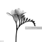 Freesia, X-ray