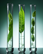 jason_1991_three_test_tubes_filled_with_small_leaves_of_two_spe_cb705930-0ee1-4718-a057-4da8c45eeb5a