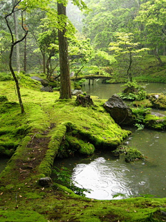 rocl采集到场景-绿植-森林