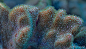 28幅海洋里的珊瑚美景