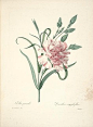 皮埃尔-约瑟夫·雷杜德的植物图谱