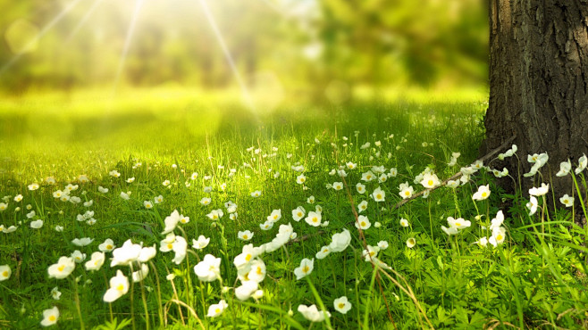 春天阳光花草树木森林春天风景桌面壁纸