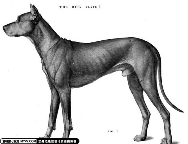 犬科动物骨骼解剖结构--第七视觉--Vi...