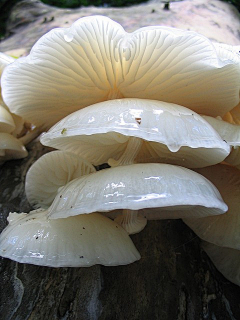 彩虹蘑菇采集到蘑菇
