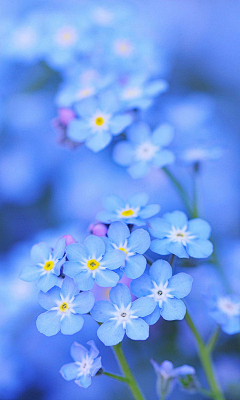 塞貘采集到花草