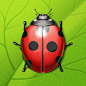 Ladybug_full