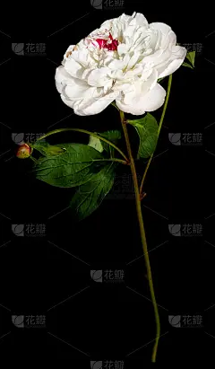 白芍分离，黑色背景，近
