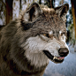 New wolf render